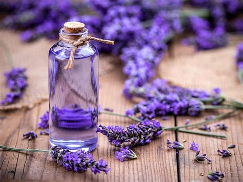 Journey into the Realm of Lavender's Magical Healing Properties